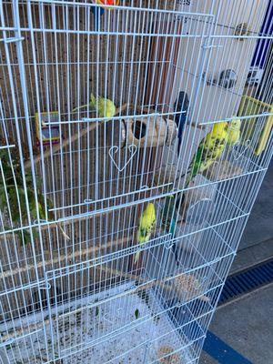 parakeets at the smog check