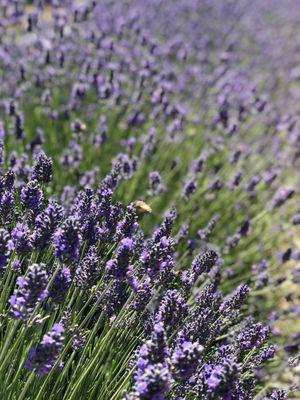 Bees and lavender,