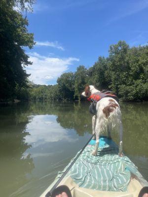 Dog on kayak