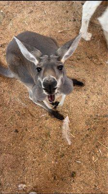 kangaroo