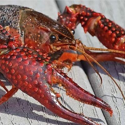 Don't procrastinate.  Get those Crawfish orders in now. Call us at 615-678-4360