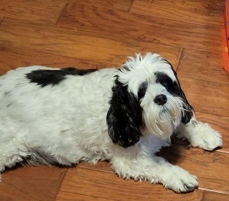 Bandit ready for his bordetella shot.