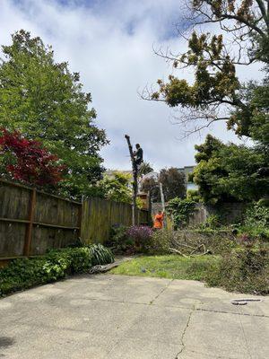 On the spot backyard tree removal.