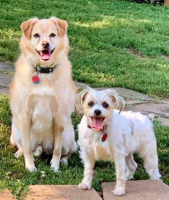 My dogs enjoying their vacation at Cathie and Ken's kennel.