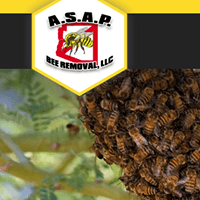 asapbeeremoval.com