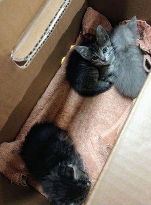 My three sick kittens in a box on their table