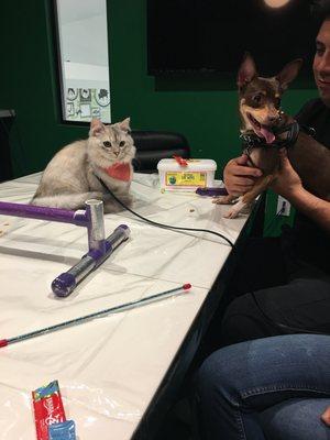 Kittens socializing with dogs in Kitten Kindergarten