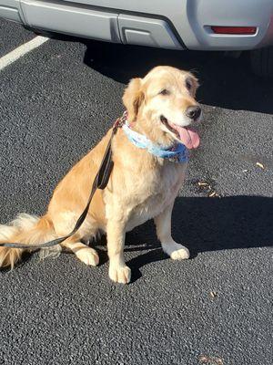 Max after great grooming!