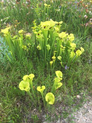 Pitcher plants