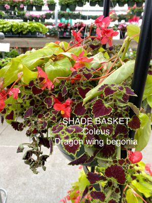 Lots of hanging baskets