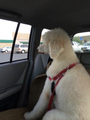 Gogo on his way home from Bark Avenue.