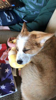 Nala sleeping on the couch