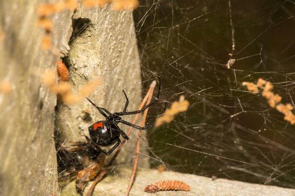 We hate spiders like this black widow