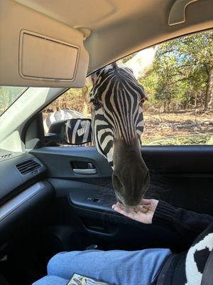 Zebra!