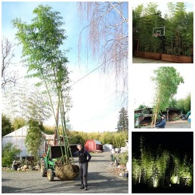 Giant Timber Bamboo
  Available at Bamboo Oasis. 
  Delivery services available, 
  We custom build Wood Planter Boxes to any size you need