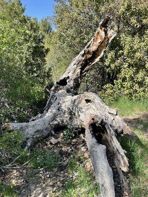 Rotting hollow trunk