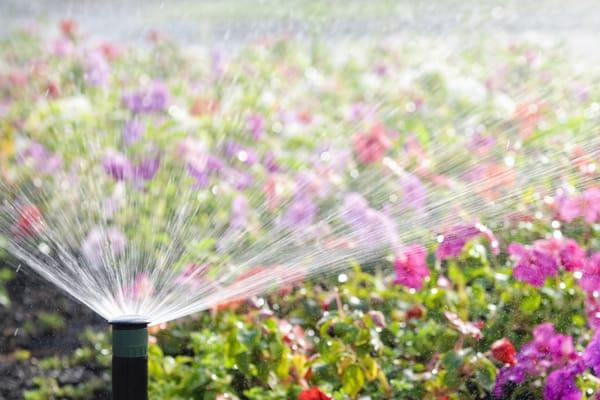 Complete Irrigation Services Sprinkler and Spring Flowers