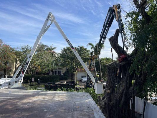 Bucket truck and grapple saw truck. Tree removal