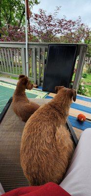 These are my 6 yr old and 14 week old Irish terriers.  CAT was TERRIFIC. Trained humans and pets wonderfully & professionally.