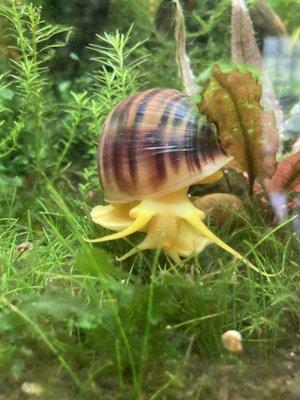 Magenta mystery snail