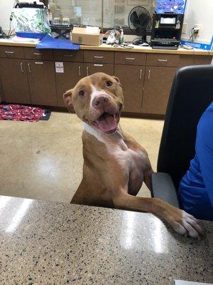 Trevor working the front desk- what a cutie!