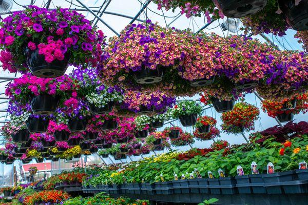 Greenhouse beauty, our locally famous Hanging Baskets in all their glory!