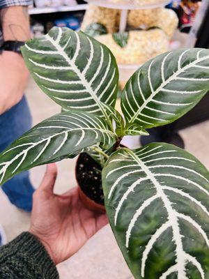 They always have exotic plants that are not easily found elsewhere. (Zebra plant)