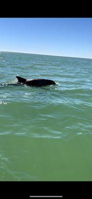 The dolphins are so friendly and came right up to us! It was amazing seeing how close they were while on the jet skis!