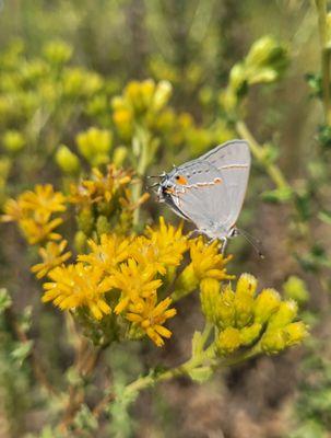 Madrona Marsh Nature Ctr