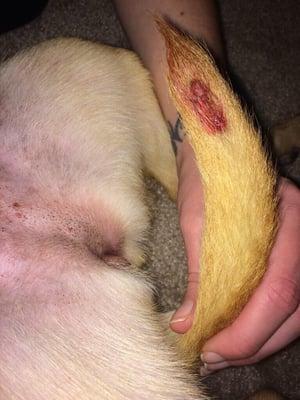 The cut my dog had on her tail when I picked her up, which Nancy Hook barely acknowledged.