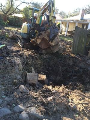 this is the stump of a 14 feet in diameter tree.