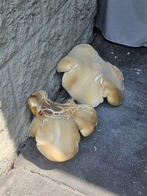 Mushrooms growing out on the patio