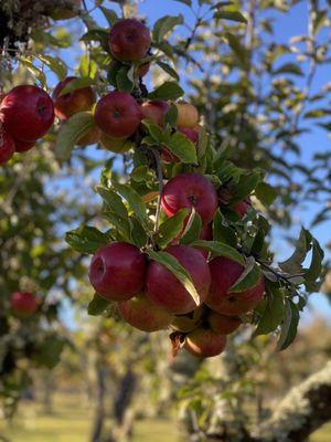 Apples to pick straight from the tree