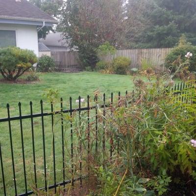 Yard prior to adopting 'Digger'. Bland and hard to keep looking nice. Now we simply lift pooh from top of turf. Doggy life is easy.