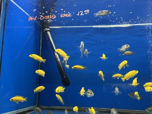 Bright yellow cichlids