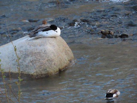 THere were obly a few ducks in the river.