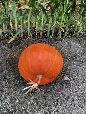 Vibrant orange pumpkins