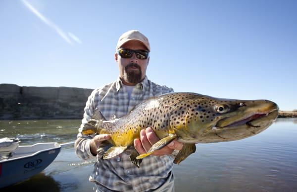 Large Grey Reef Brown Trout