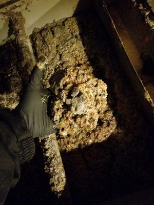 Heavy Grease Trap stoppage