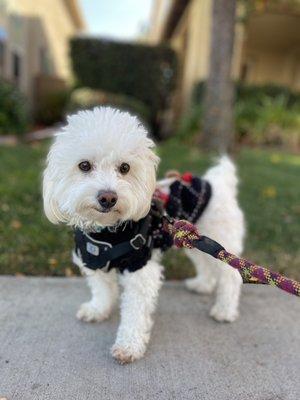 Comet looking extra cute in his sweater