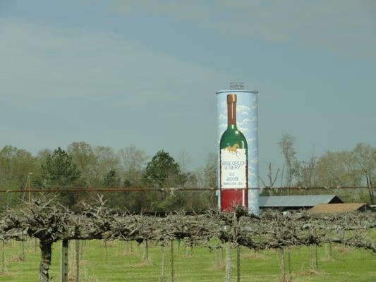 View of the vineyard as you arrive at the winery...