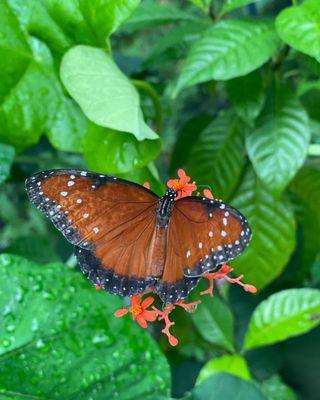 Butterfly house