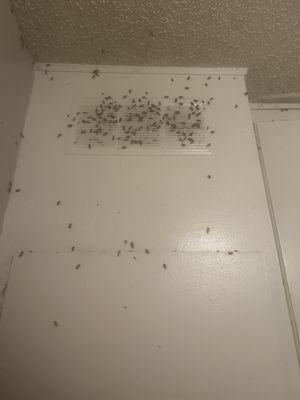 roach infestation