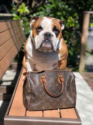 Lucky Dog has insane deals on designer accessories like this Louis Vuitton Bag!