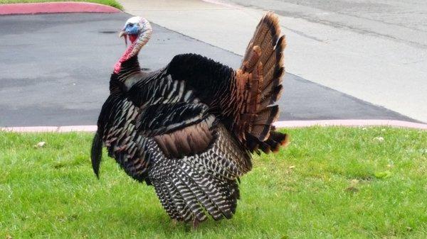 A visitor that stopped to admire our property.