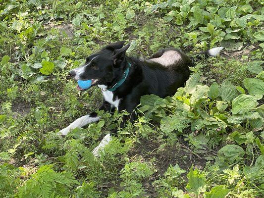 Finnegan, Border Collie, at High Bridge dog park in Saint Paul.