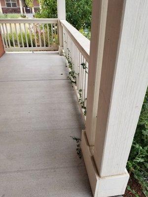 Yes, the bushes are so big they are trying to invade the patio. I thought this would be trimmed to avoid it... i guess not.