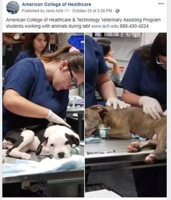 The Veterinary Assistant program is very rewarding.