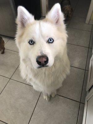 This was my dogs hair before his new hair cut!