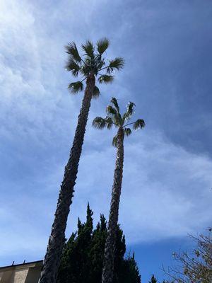 They did an excellent job of trimming our palm trees